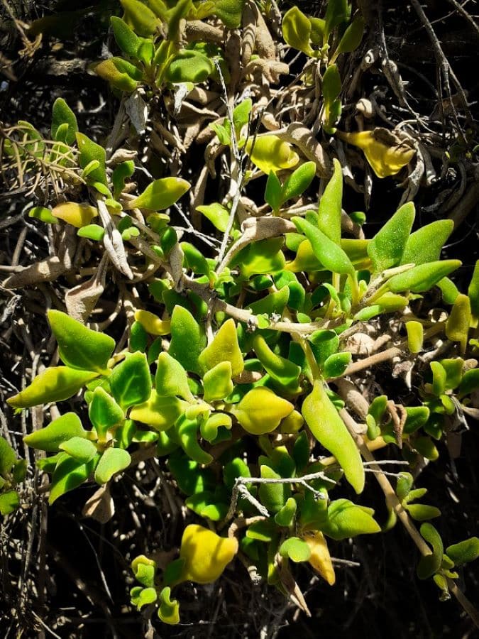 Picture of sea spinach - Phillip Island