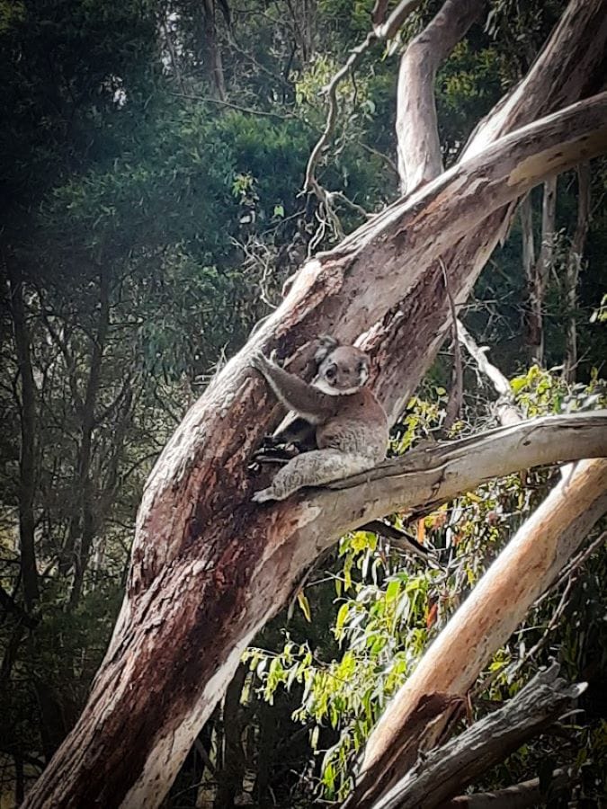 Koala Phillip Island