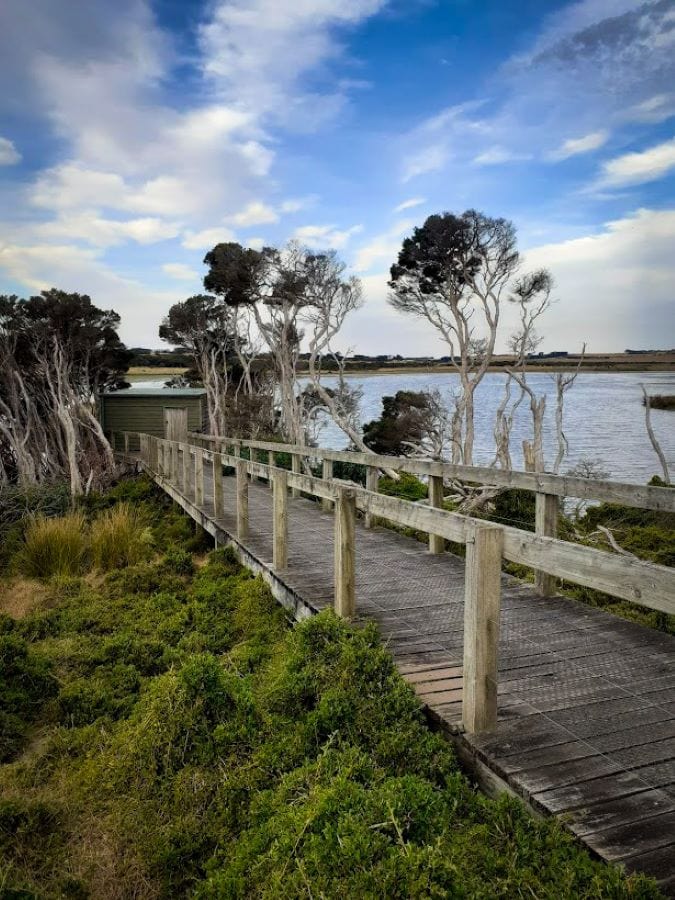 Swan lake - Phillip Island