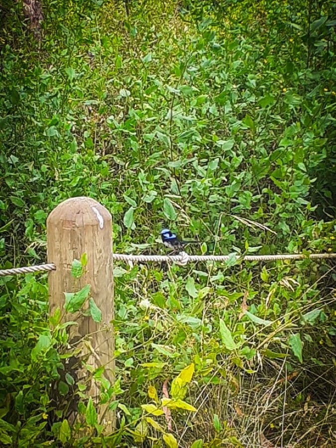 fairy wren Phillip Island