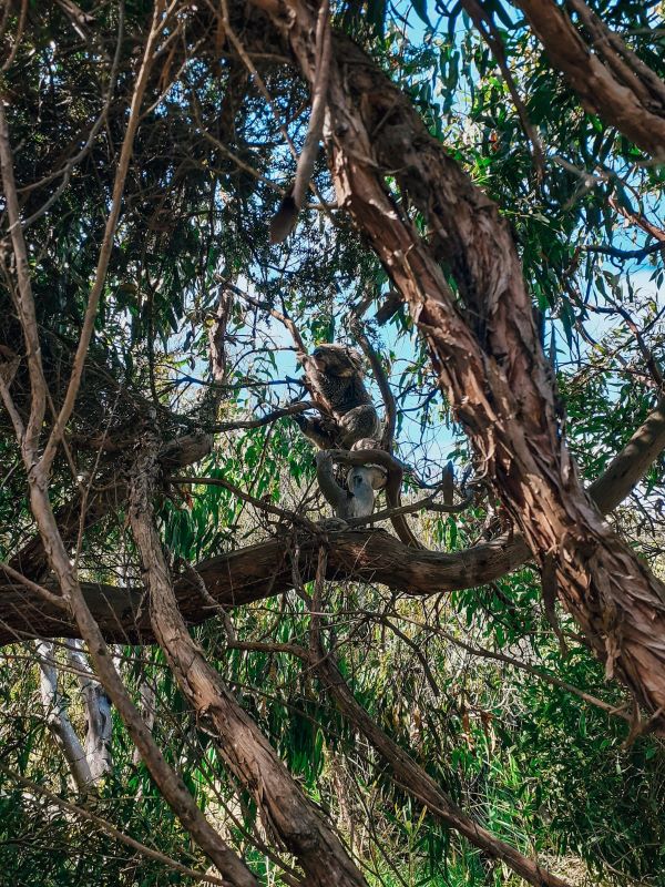 Great Ocean Road wildlife