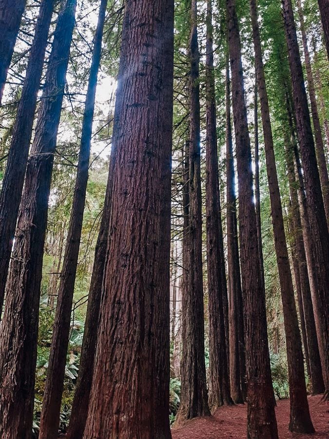 Californian Redwoods