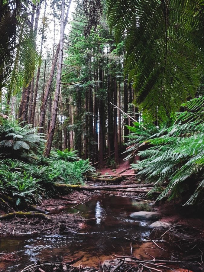 californian Redwoods