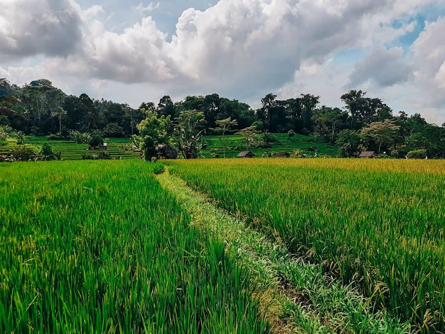 Ubud to Sidemen 