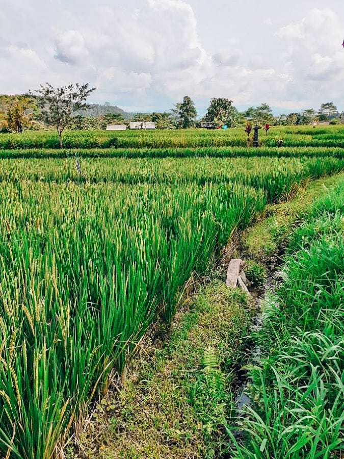 cultural day trips from Ubud